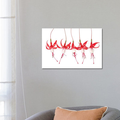 Fuchsia by Mandy Disher - Wrapped Canvas Print