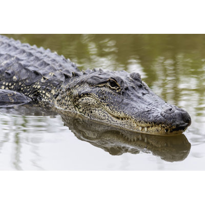 American Alligator Swimming In The Spring Swamp by Cindy Larson - Wrapped Canvas Print