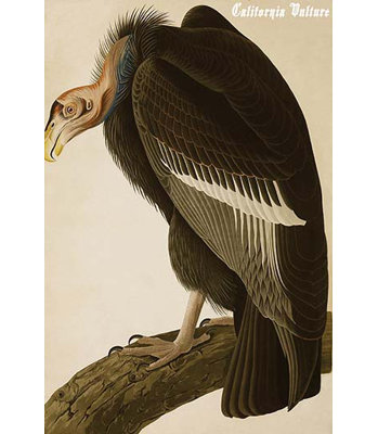 Vulture de californie-impression d’art graphique