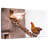Brampt Chicken Coop-107844360