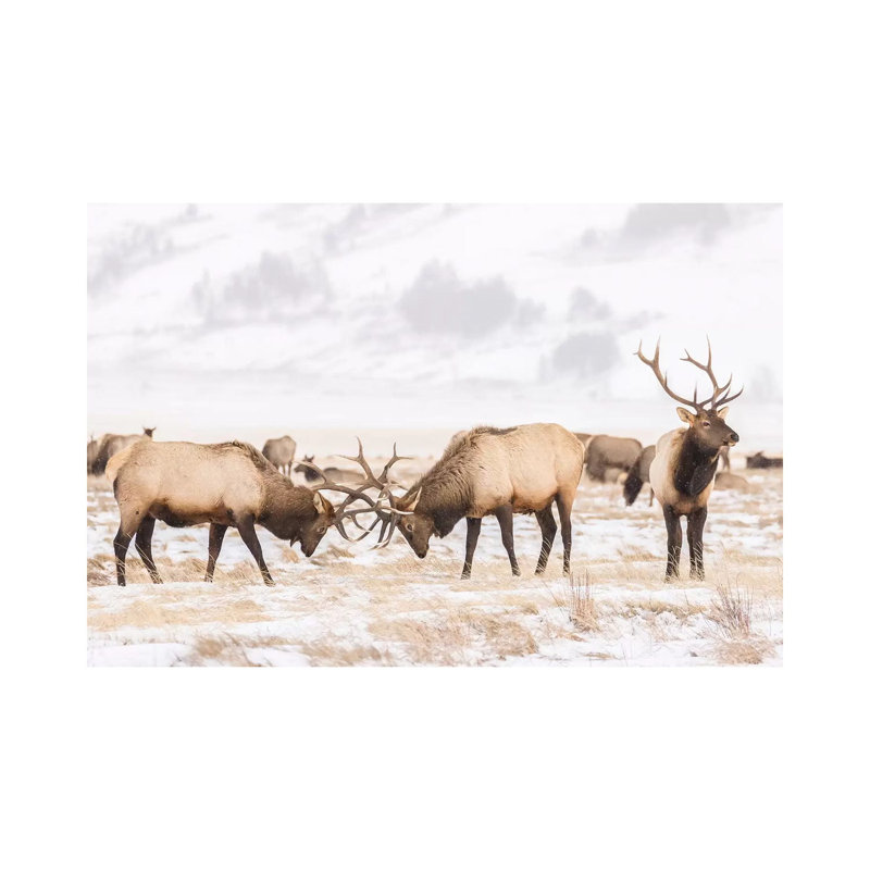 USA, Wyoming, National Elk Refuge. Bull Elks Fighting in Winter 1 Piece Wrapped Canvas Painting