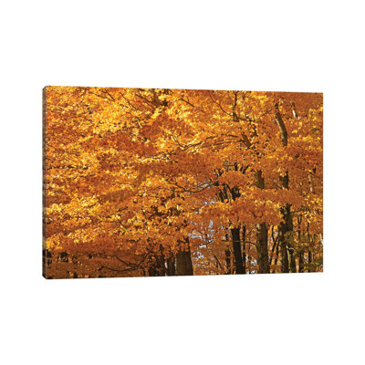 Sunshine Maples by Brian Wolf - Wrapped Canvas Print