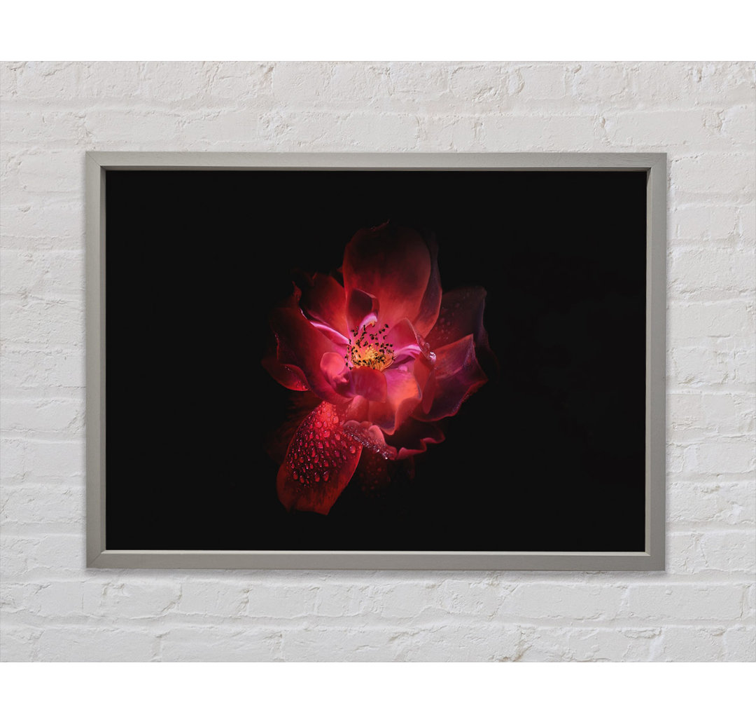 Supreme Red Flower - Einzelner Bilderrahmen Kunstdrucke auf Leinwand