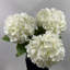 Arrangement floral d'hortensia