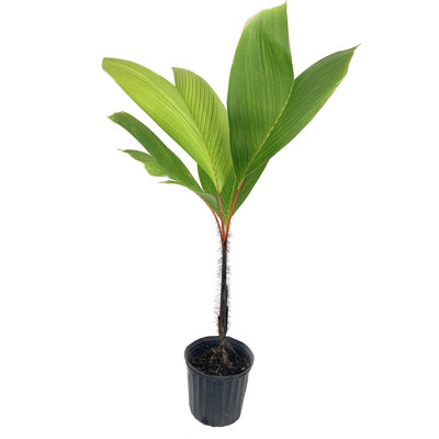 Seychelles Stilt Palm - Live Plant in a 3 Gallon Growers Pot - Verschaffeltia Splendida - Extremely Rare Ornamental Palms of Florida