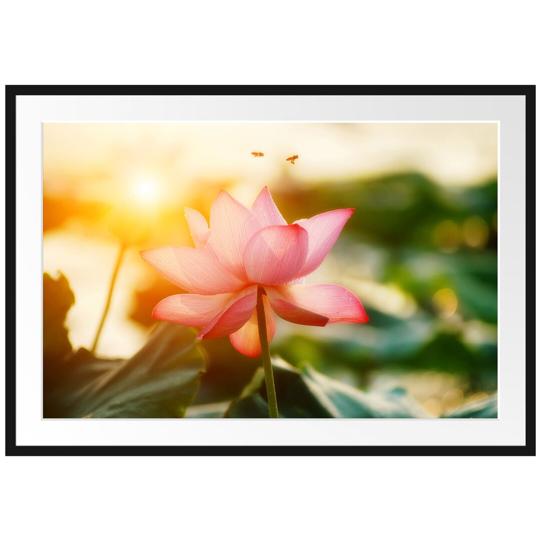 Gerahmtes Poster Lotus im Abendlicht