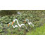 Art de jardin aigrette