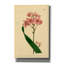 Salver-flowered Ixia' by Art Licencing Studio Canvas Wall Art, 26" x 40"