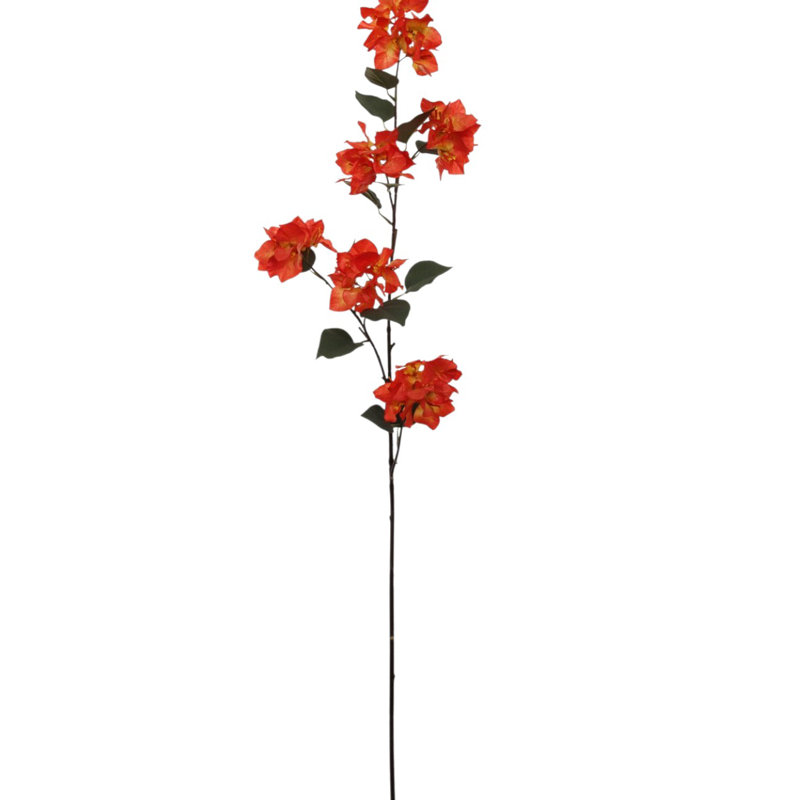 Bougainvillée