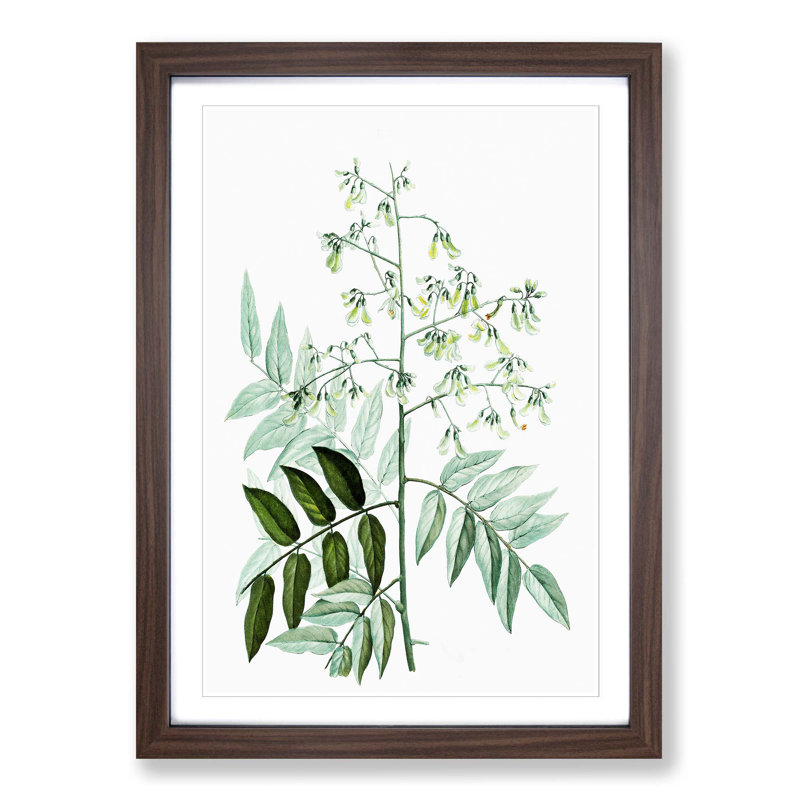 Japanese Pagoda Tree by Pierre-Joseph Redoute - Picture Frame Graphic Art Print, Walnut Framed, 48cm H x 36cm W x 2cm D