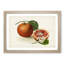 Vintage Illustration of Blood Oranges - Picture Frame Painting Print-55605353-55605351