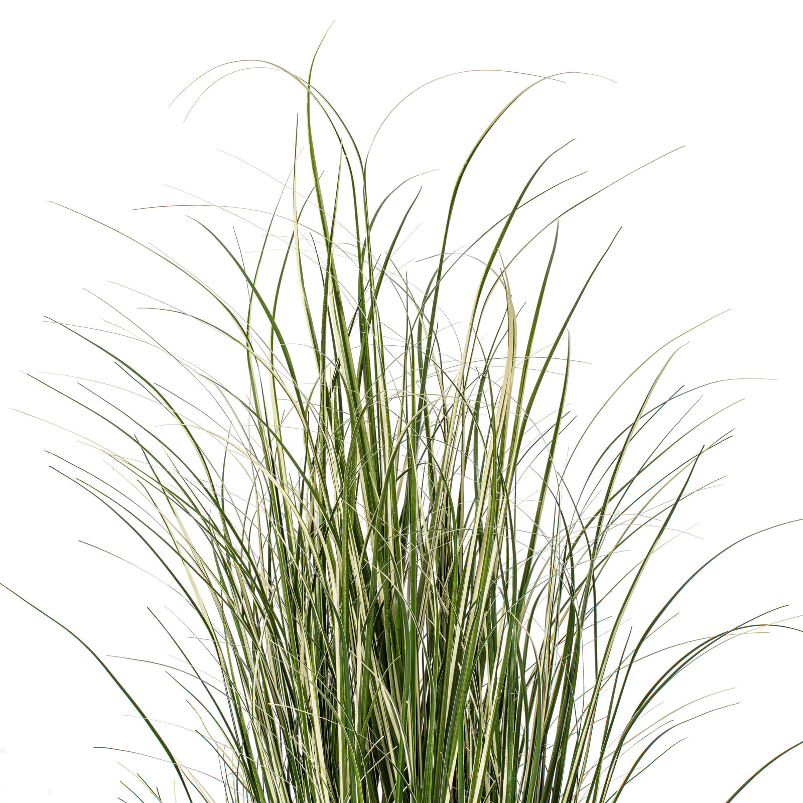 Grass Plant in Pot, 48" H x 25" W x 25" D