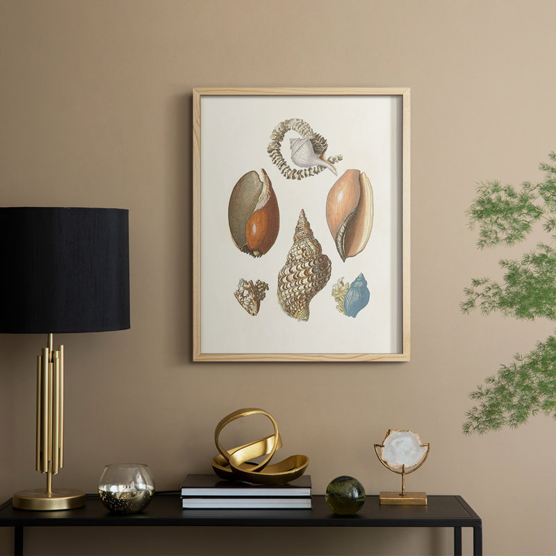 Knorr Shells & Coral I, reproduction encadrée - bois massif, H 11 po x l 9 po
