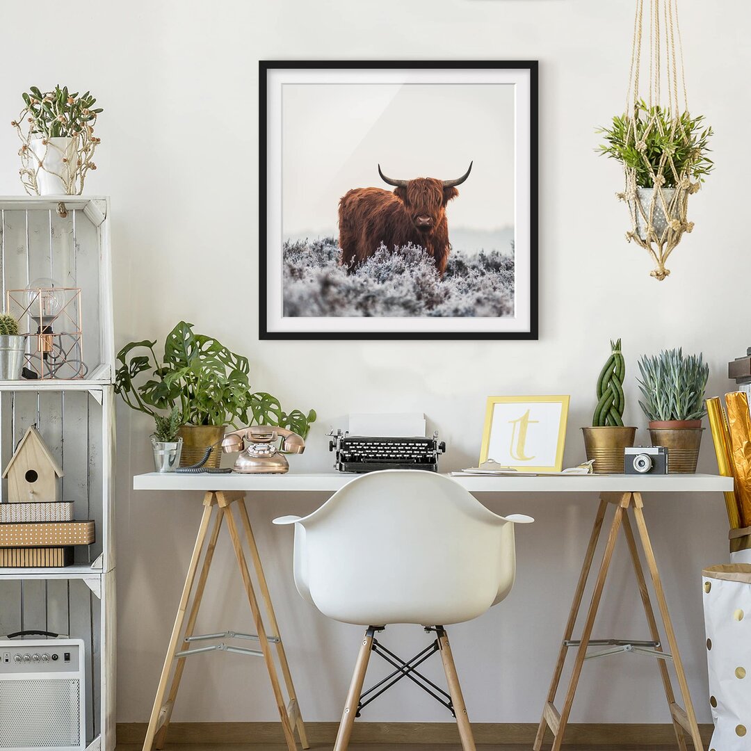 Gerahmter Fotodruck Bison in den Highlands