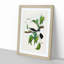 Torres Strait Fruit Pigeon by Elizabeth Gould - Picture Frame Painting Print-55610919-55610923