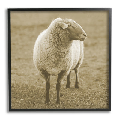" Sheep Grazing Farmland Photography " by Lil' Rue