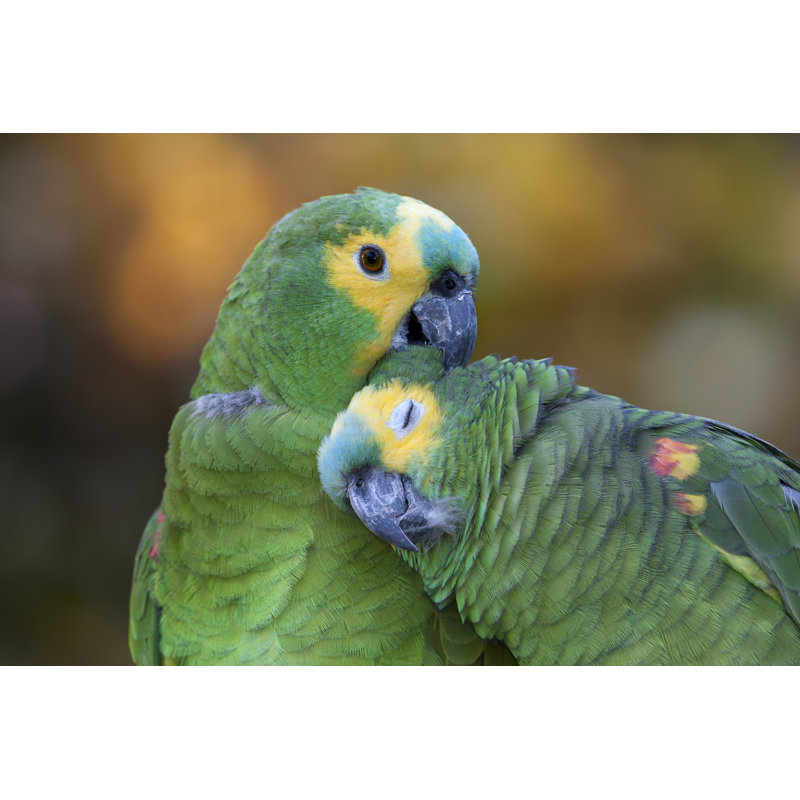 Deux perroquets Amazon - photographie sur toile tendue, H 8 po x l 12 po