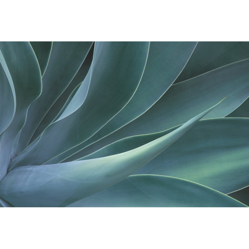 «Foaveail Agave Plant», impression sur toile tendue, H 20 po x l 30 po