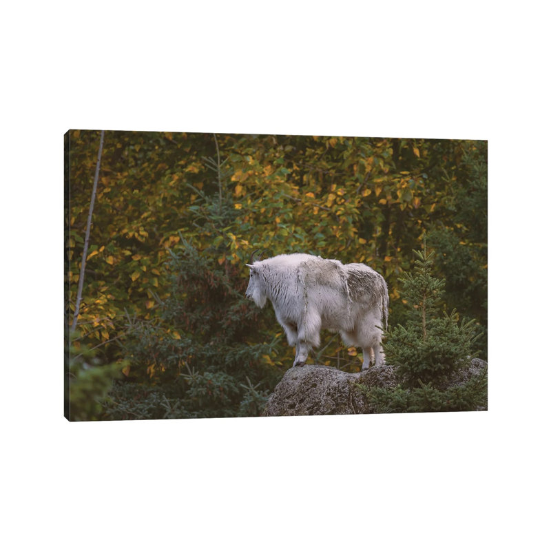 Mountain Goat High by Louis Ruth - Wrapped Canvas Print, 20.32 cm H x 30.48 cm W