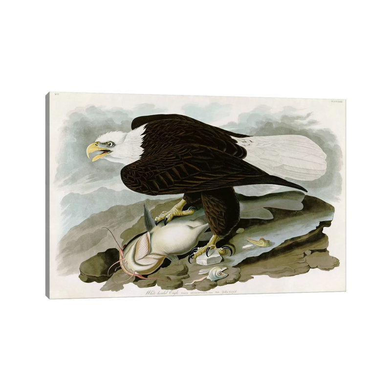 White-headed Eagle by John James Audubon - Wrapped Canvas Gallery-Wrapped Canvas Giclée