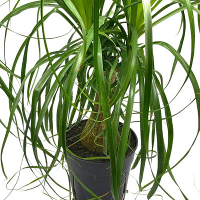 Ponytail Palm, 6 Inch