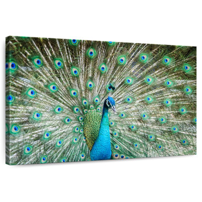 Brampt Peacock Displaying Tail