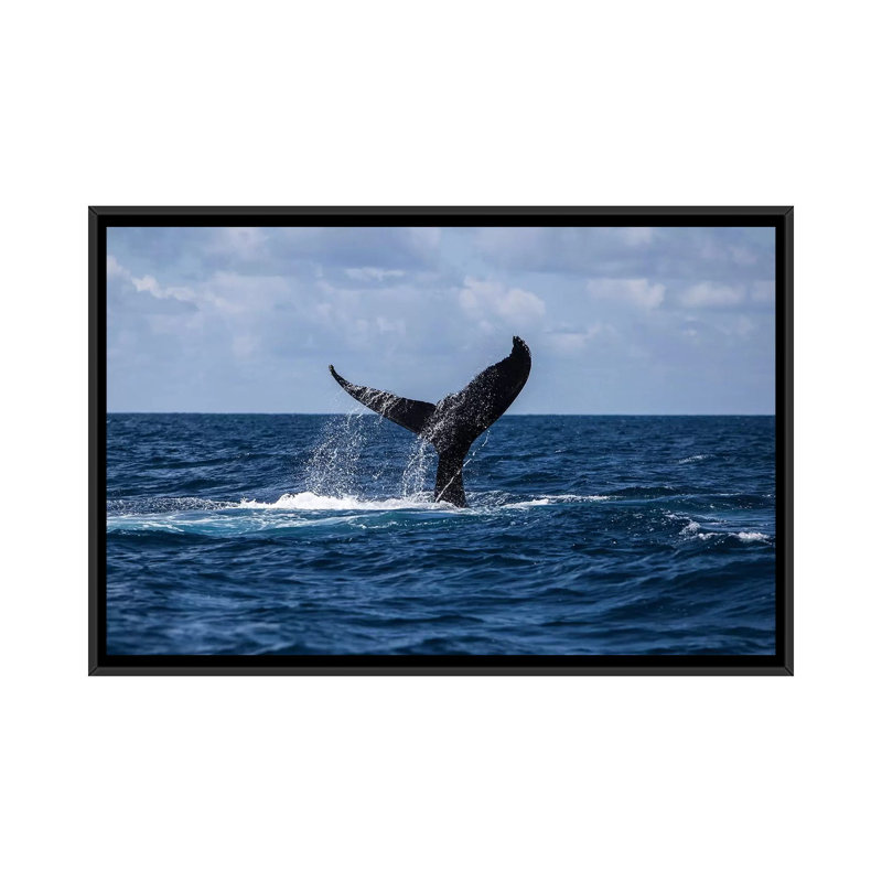 " A Humpback Whale Slaps Its Tail On The Surface Of The Atlantic Ocean " by Ethan Daniels, 18" H x 26" W x 1.5" D, No Mat