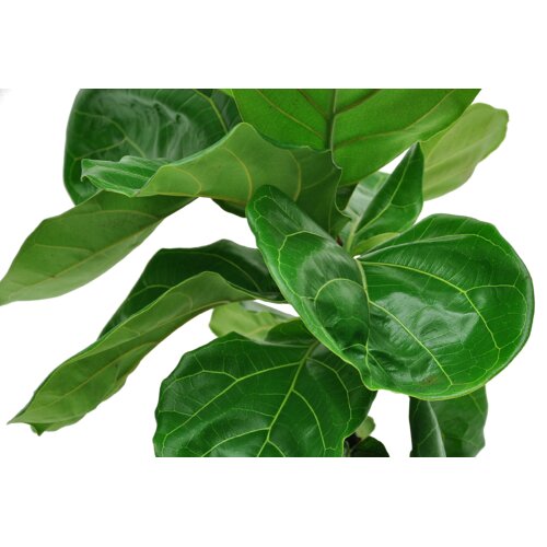 Costa Farms Fiddle Leaf Fig Plant in Plastic Planter & Reviews | Perigold