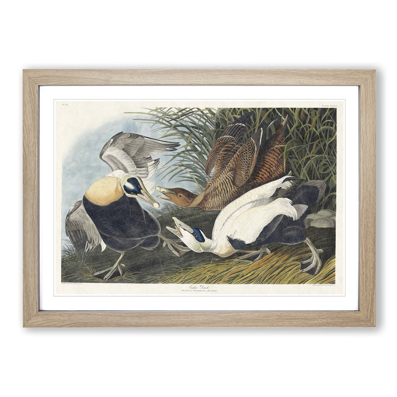 Eider Duck by John Audubon - Picture Frame Painting Print, 48cm H x 65cm W x 2cm D, Oak Framed
