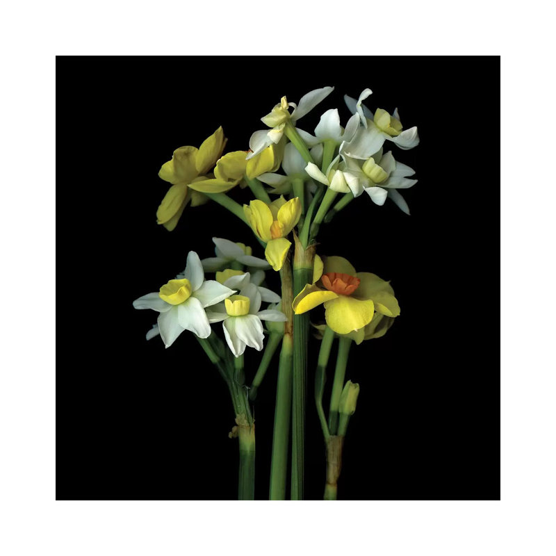 Daffodil Small VI by Magda Indigo - Wrapped Canvas Gallery-Wrapped Canvas Giclée, 30.48 cm H x 30.48 cm W