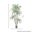 Arbre Dracaena Marginata en pot 6 pi UV