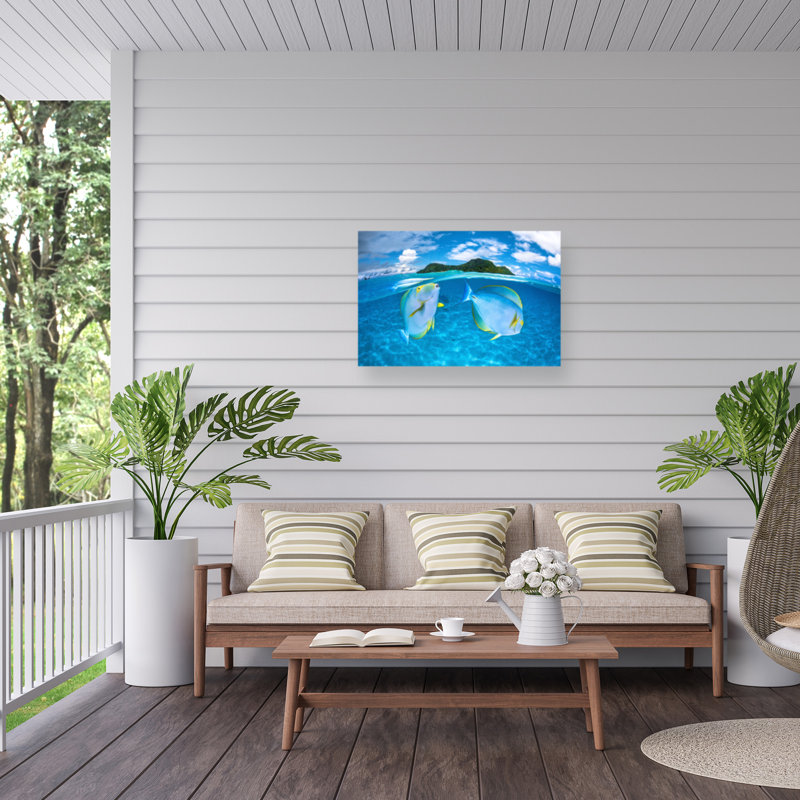 «Bolichon barathieu gabriel dussumiers surgeonfish» par Barathieu gabriel, H 30 po x l 47 po