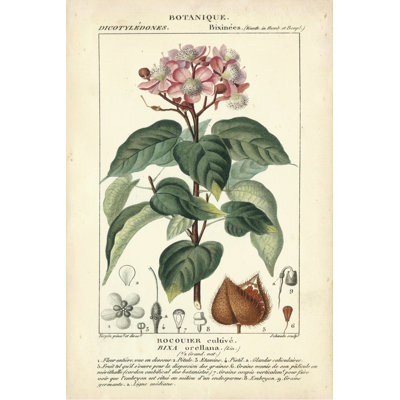 Botanique Study In Pink I