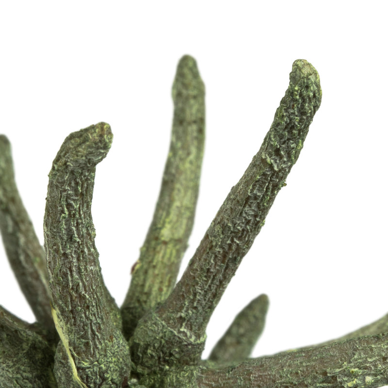 Griffes d'araignée de 3 à 4 po, séchées, Vert givré