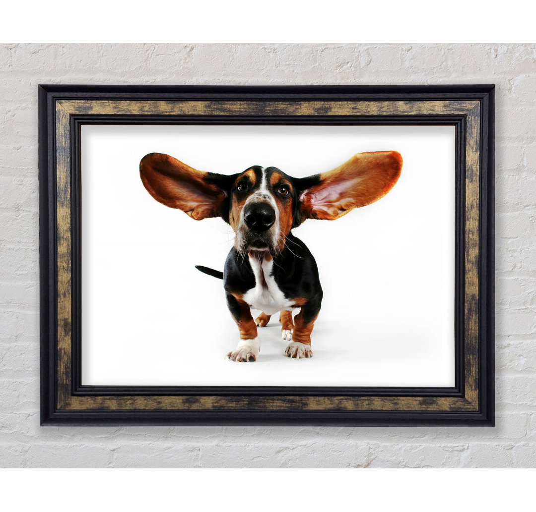 Basset Hound Ohren - Druck