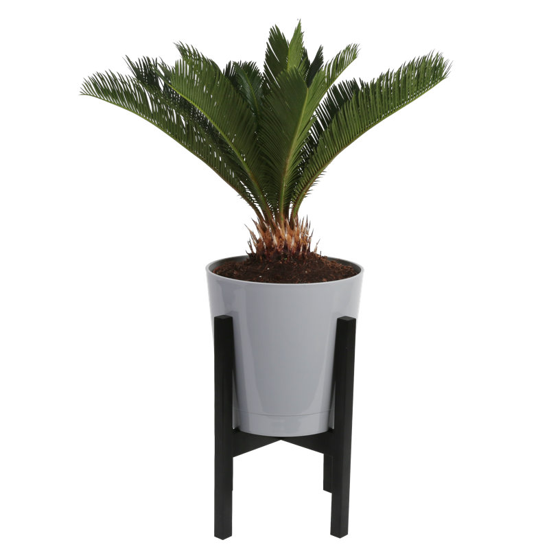 Sago Palm Tree in Décor Planter