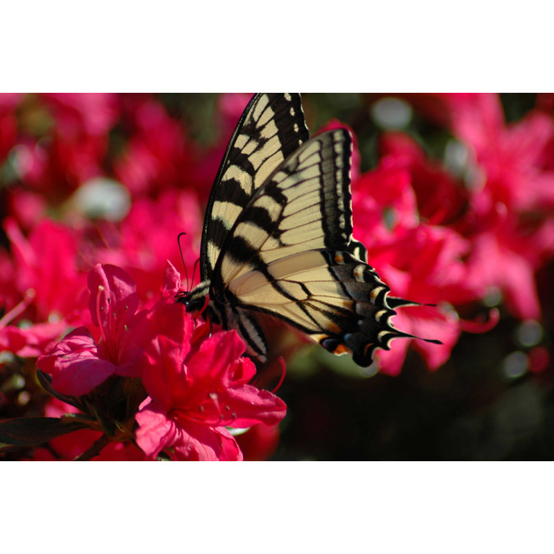 Insects Non-Wall Damaging Wall Decal, 48" H x 72" W