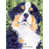 Bernese Mountain Dog 1
