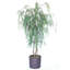 Faux Maple Tree in Metal Pot