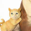 Iretemi Garden Statue Polyresin French Bulldog and Cat on Skateboard Outdoor Sculpture