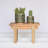 Barba Ceramic Cactus Cachepot-648980506