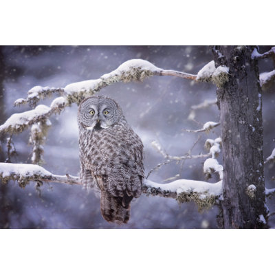 Hibou dans la neige III
