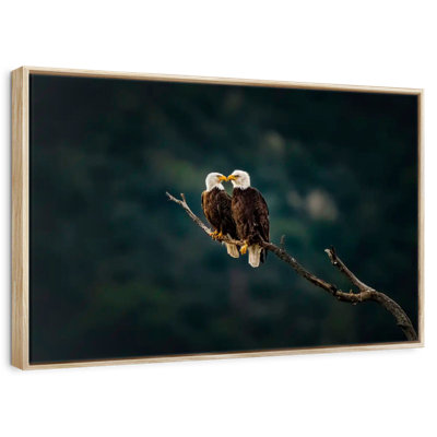 California Bald Eagles