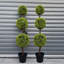Faux Topiary in Pot Liner-112376042