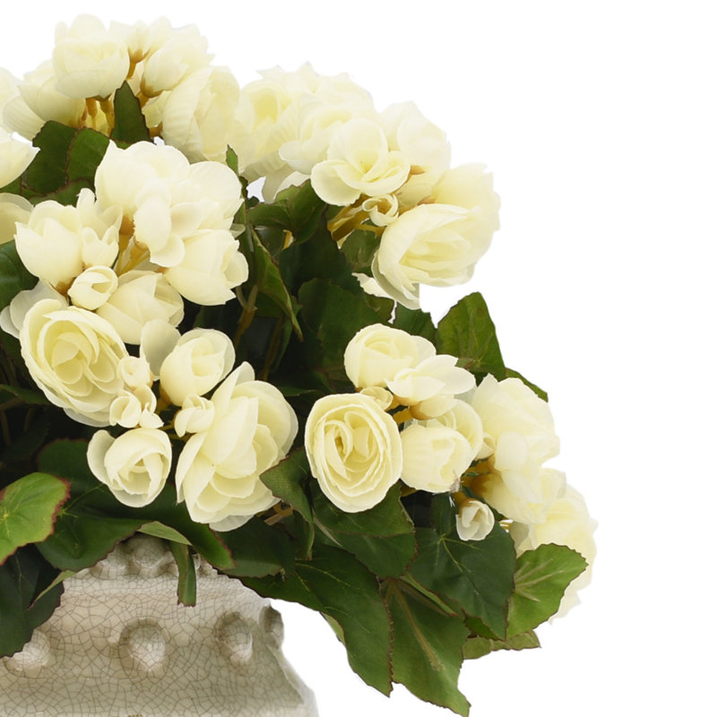 Begonia Arrangement In Ceramic Vase, White