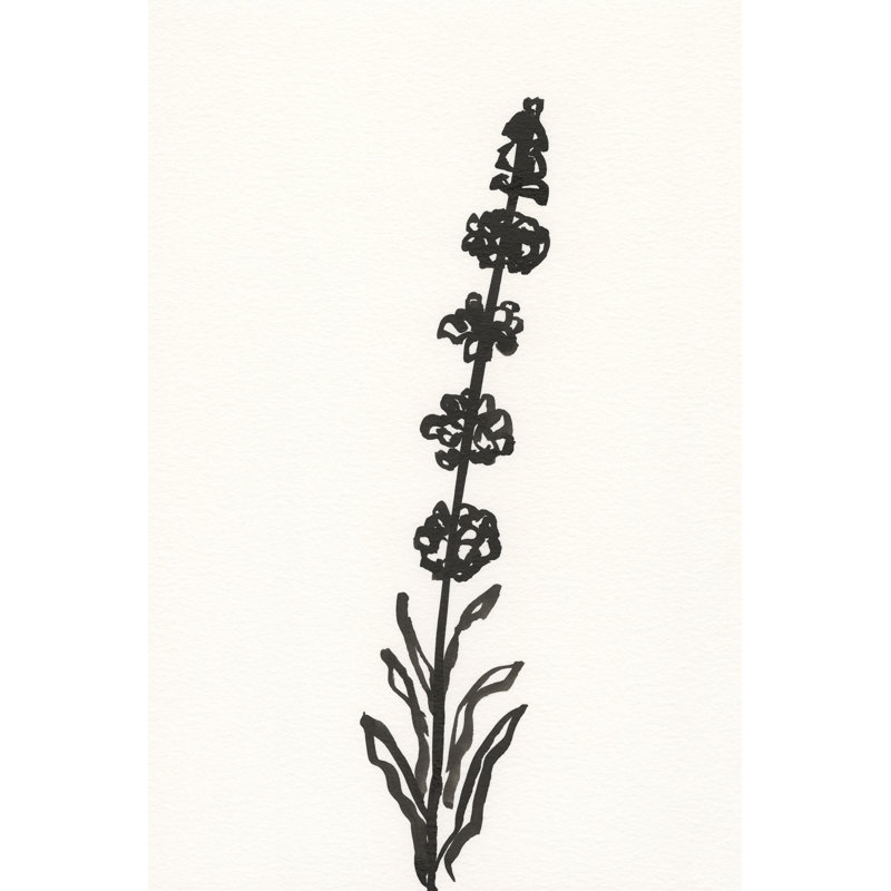 Ink Botanical Sketch VII by J. Holland - Wrapped Canvas Painting, 46cm H x 30cm W x 3.8cm D