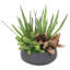Succulent Mix In Rough Stone Black Bowl