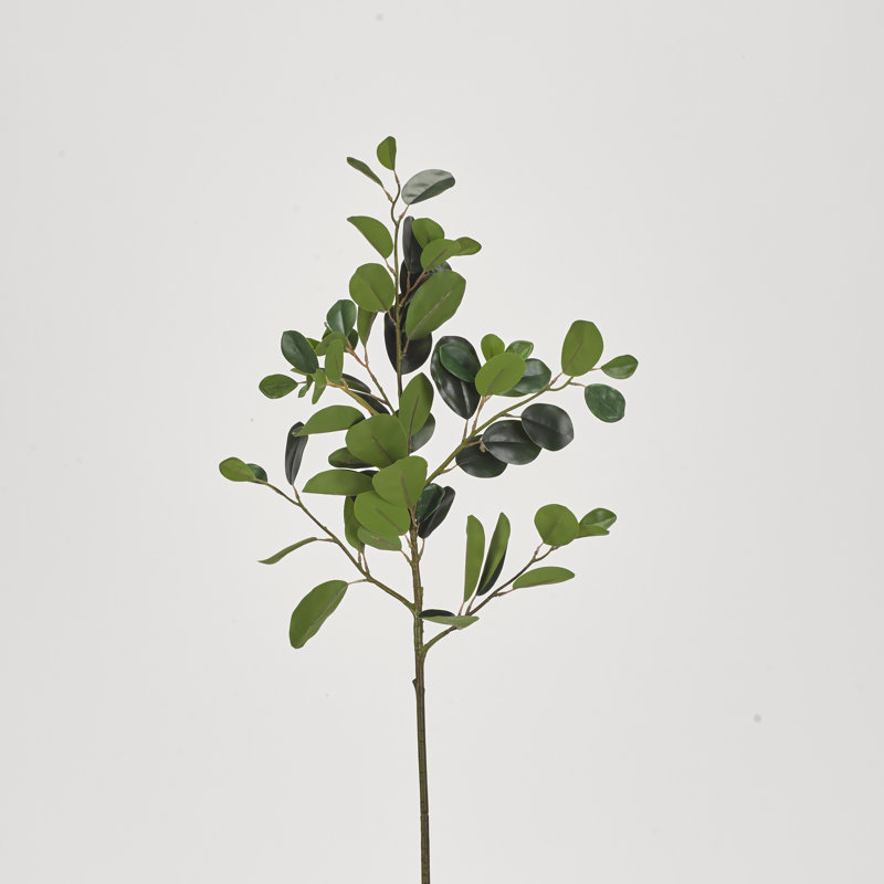 Branche de ficus oriental