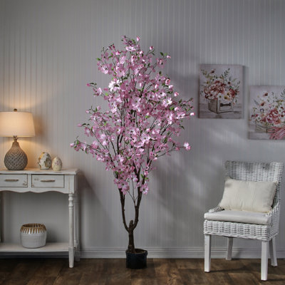 6.5' Southern Dogwood Tree