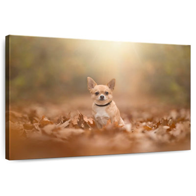 Crowle - Chihuahua dodu